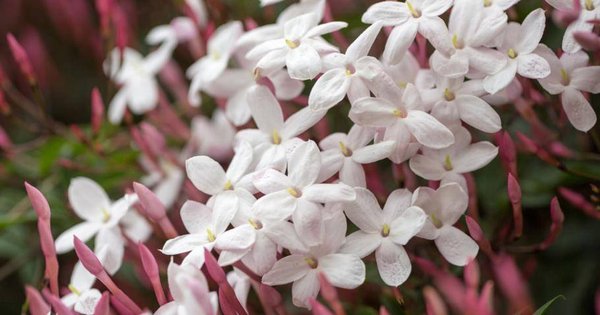 Quels sont les bienfaits du jasmin ?